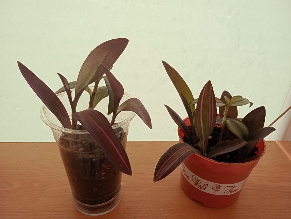 Комнатные цветы  от 1000 тенге.