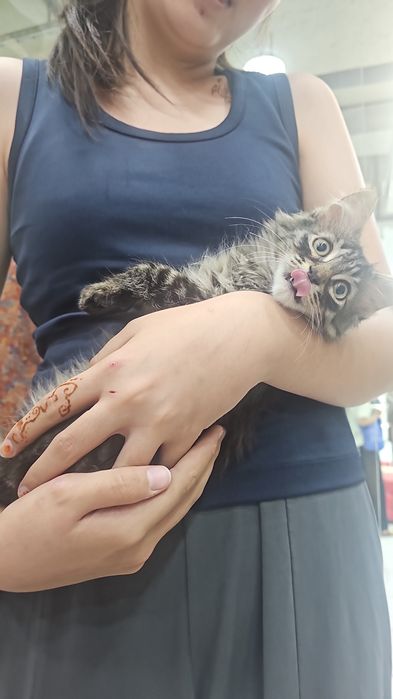 очаровательная кошечка в добрые руки