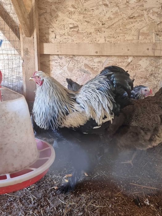 Oua incubat si pui brahma