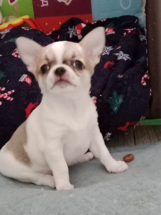 В продаже щенки Чихуахуа.