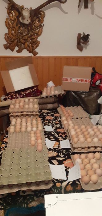 OUĂ DISPONIBILE - mai multe rase