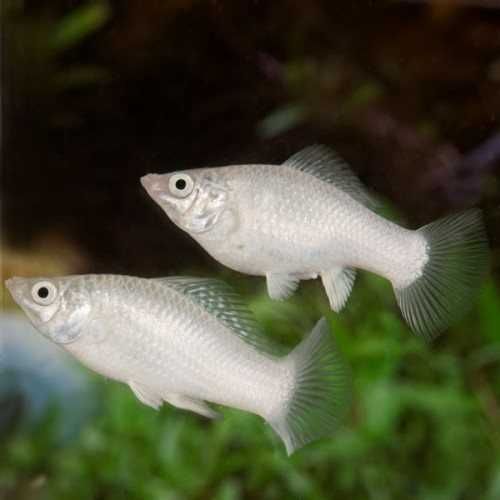 Моллиенезии в Аква -Зоо салоне "Посейдон"!!!