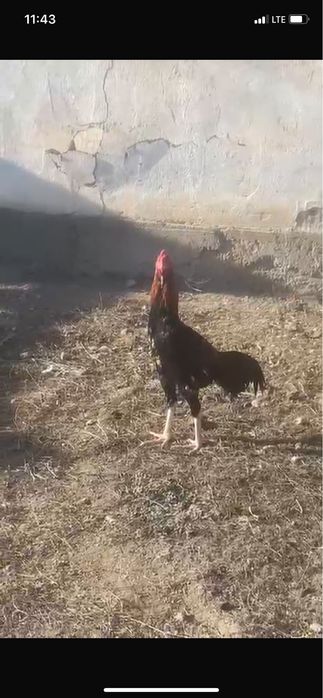 Дакан шөже сатылады. Июньнің аяғы шаққан. Корейс. Заты жақсы.