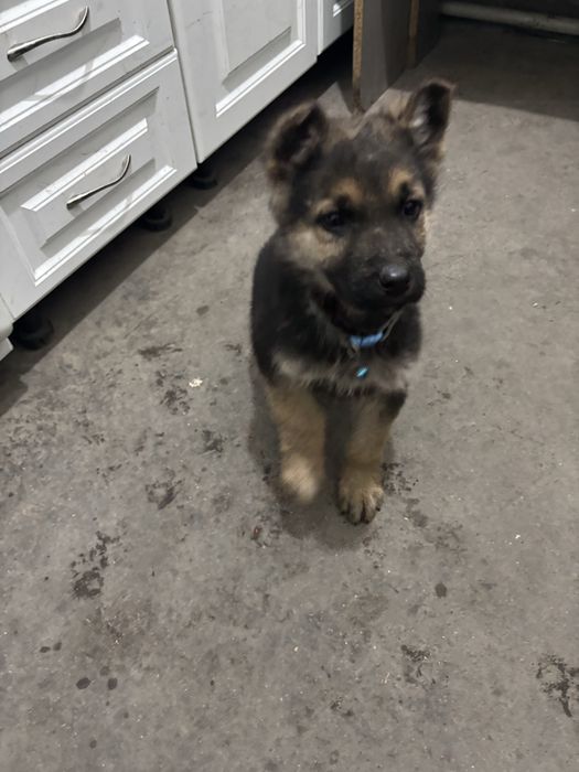 Немецкая  овчарка