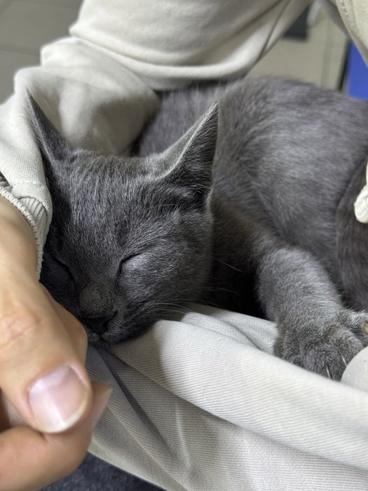 Ищем дом для котика