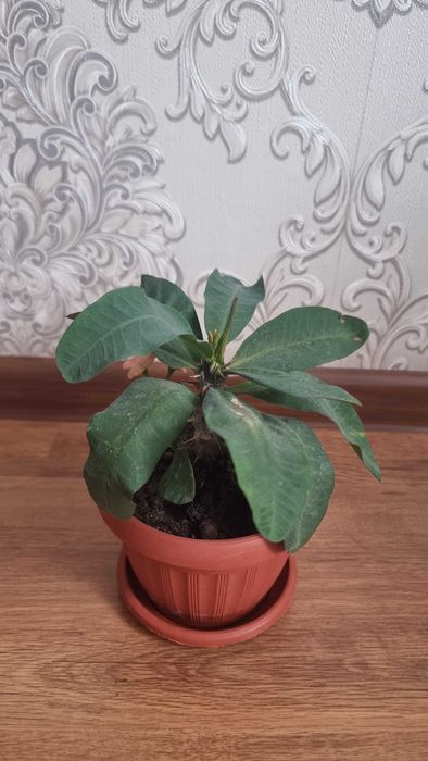 Цветы комнатные срочно продам от 2000тг до 5000тг.