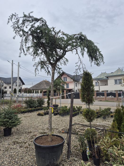 Cedru pendular dimensiune mare