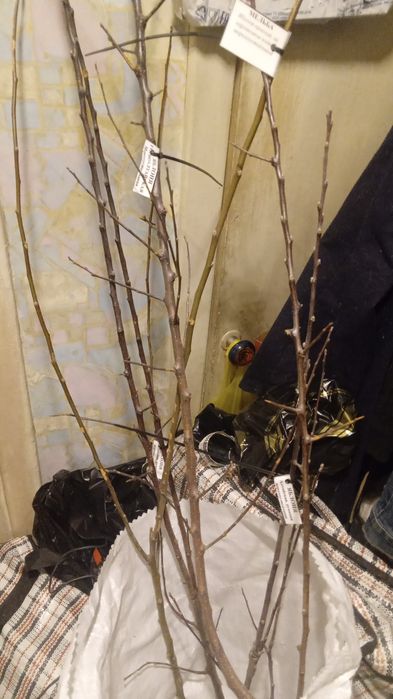 Яблони груши алтайское уралка мелба