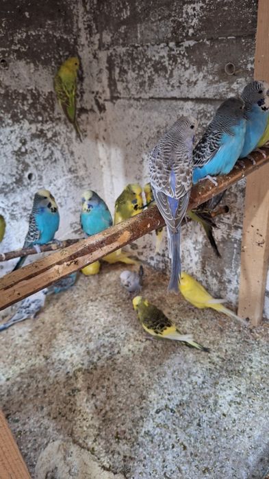 Vand ninfe , perusi semi standard