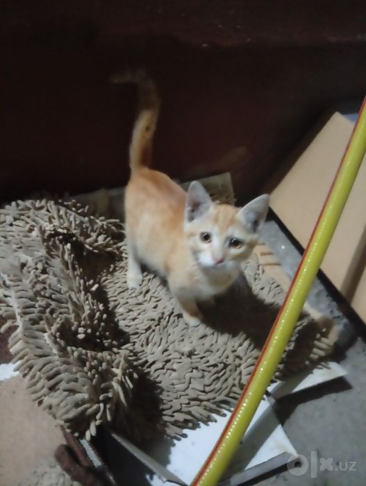 Котята хорошие чистые весёлые