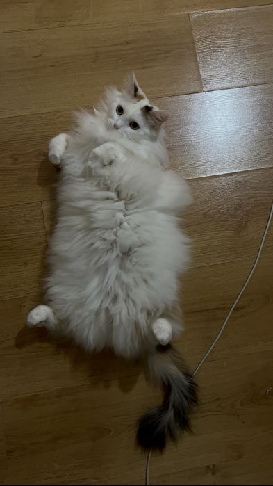Кошка стерилизованная
