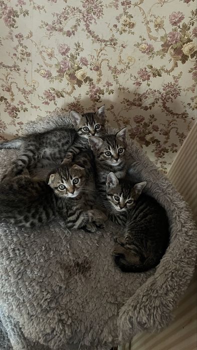 Котята    метисы