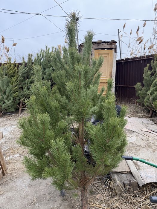 Новогодние ёлки живые