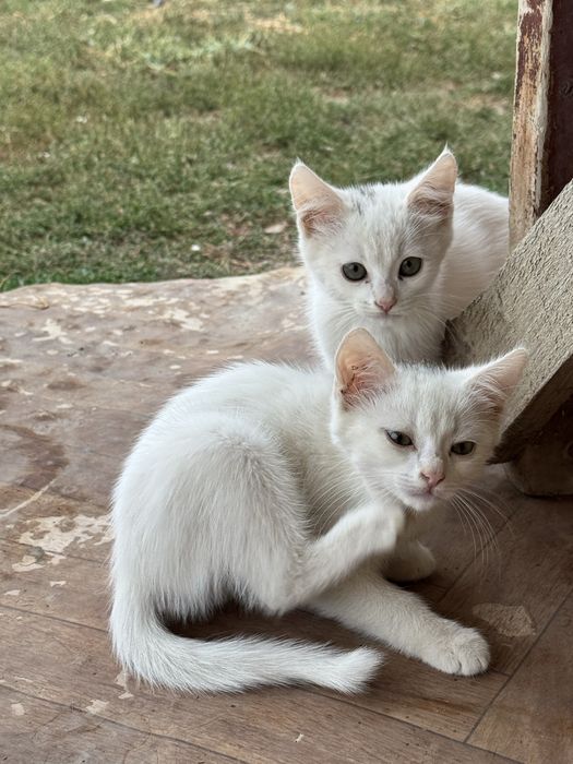 Котята ищут любящих хозяев
