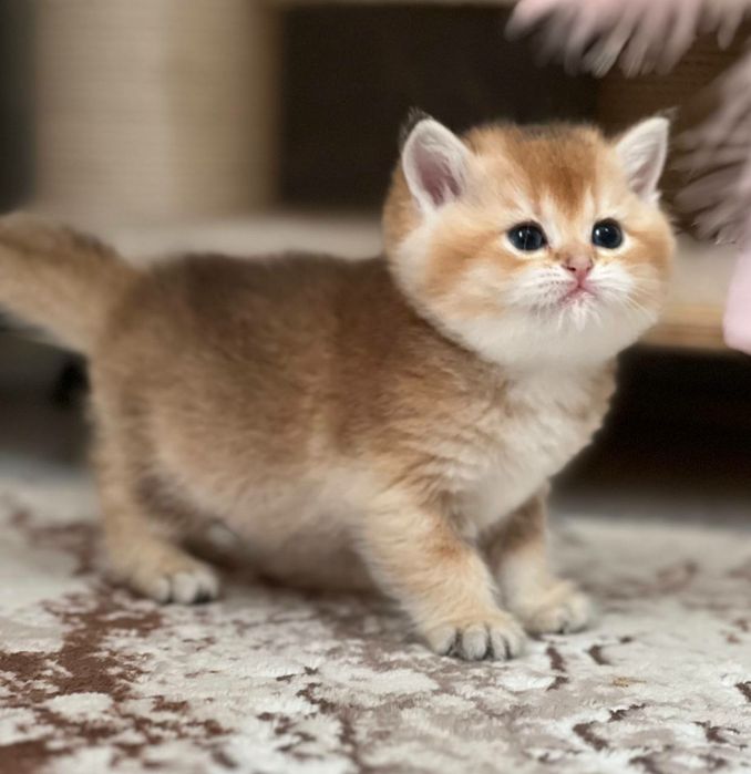 Девочка британка чистокровная золотая шиншилла