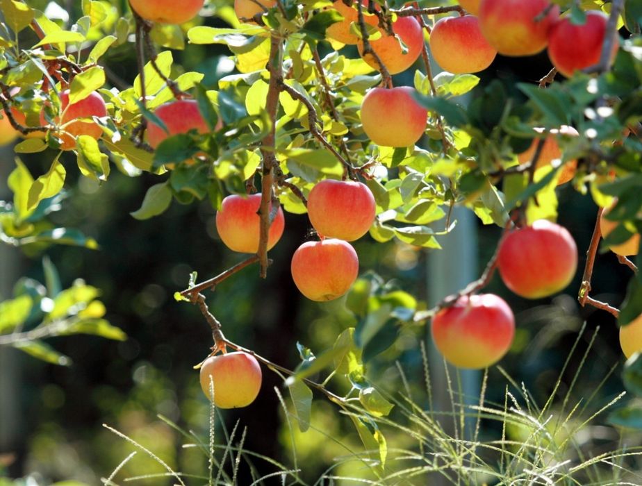 Продам или сдам в аренду дачу в "Чапаево"