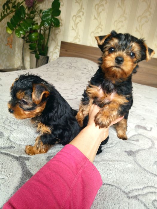 Йоркширский терьер