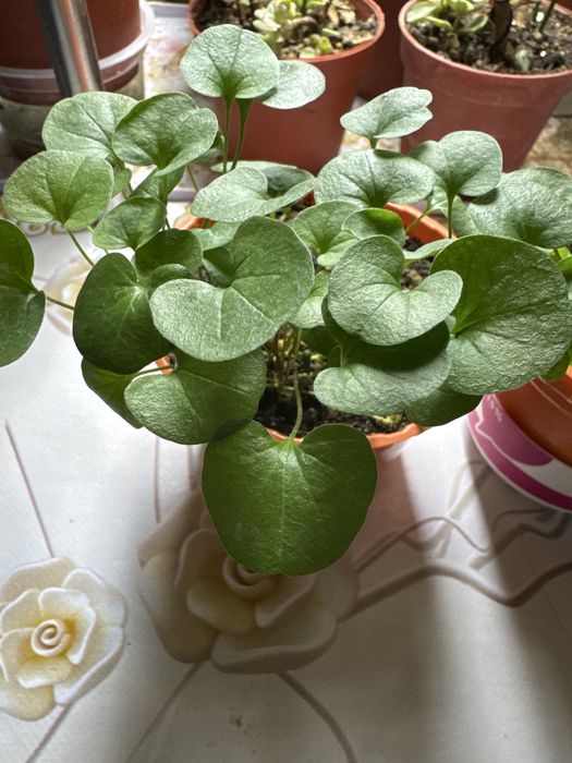 Продам дихондру изумрудный водопад!