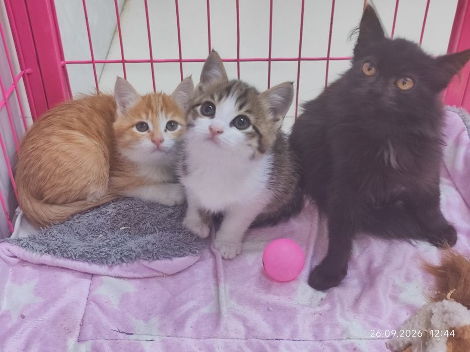 Отдам котят в добрые руки