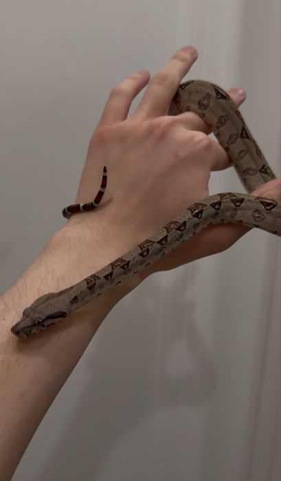 Удав императорский самка