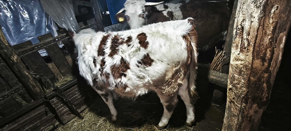 Vând 3 vaci bălțate românească gestante + o junica