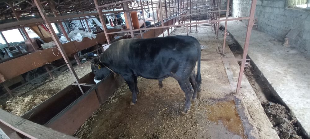 Продам быка откормленный жирный