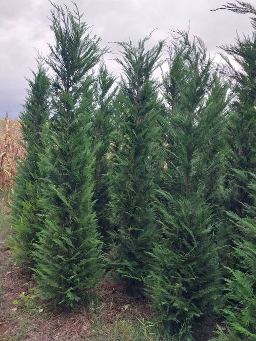 Leylandi cupressus, Livrare gratuita oriunde în Țară