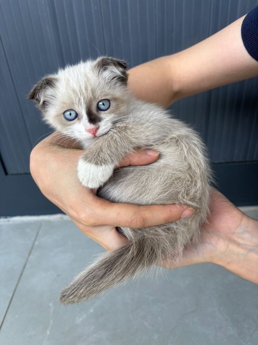 Котята вислоухие в добрые руки
