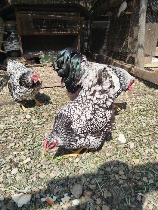 Vând oua de găini sussexi și wiandot