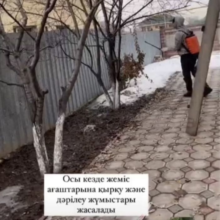 Обрезка и Оброботка деревьев.