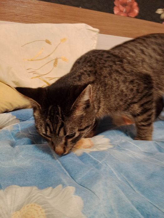 Котеннок в добрые руки