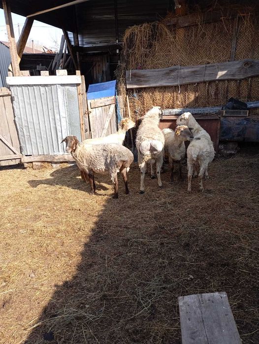 Продам кошкара на племя