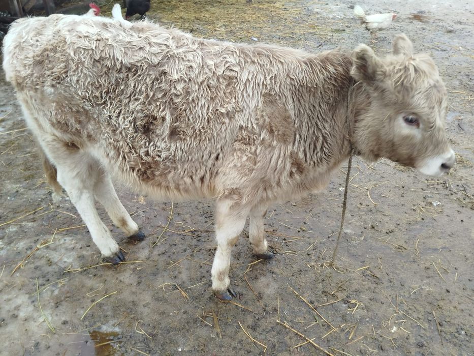 Продам бычок в селе Бактыбай