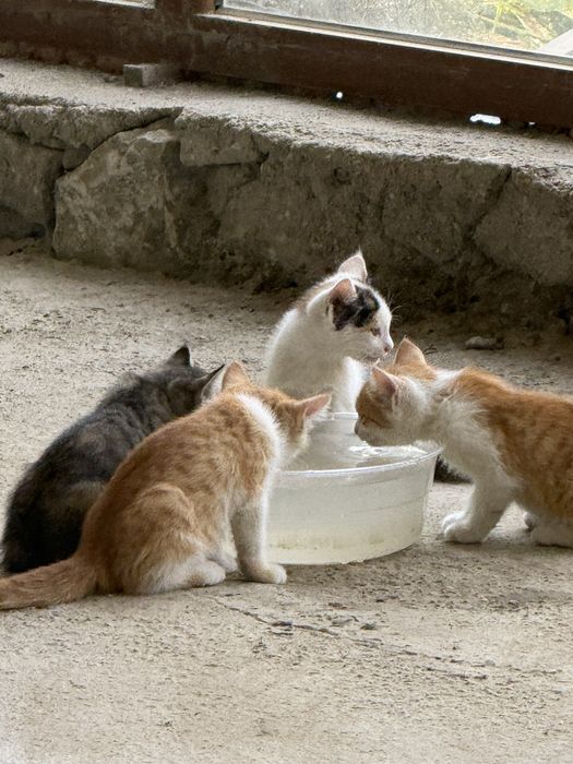 Котята 2,5 месяца бесплатно