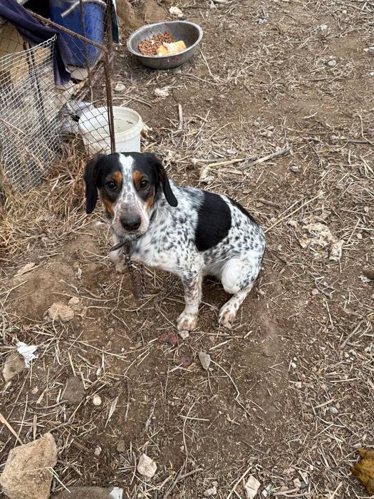 Продам собаку домашний охотничий