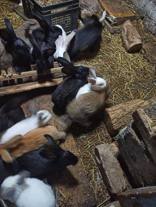 Кролики ,крольчата