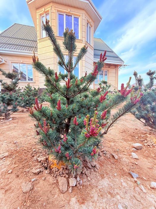 Пятихвойная сосна