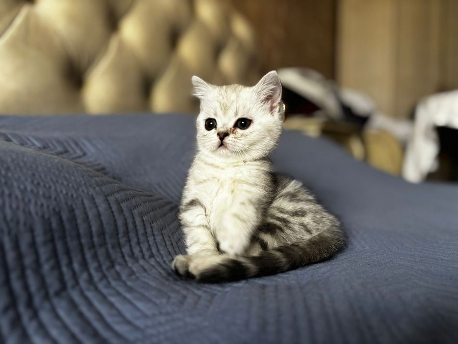 Вязка. Шотландский вислоухий кот.