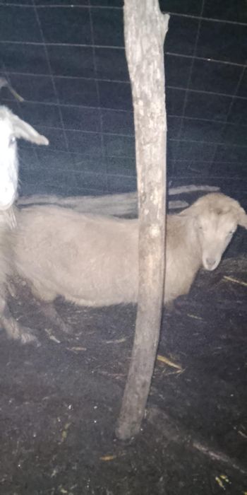 Iede de vânzare  gestante