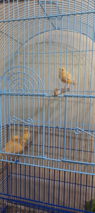 Канарейки молодняк