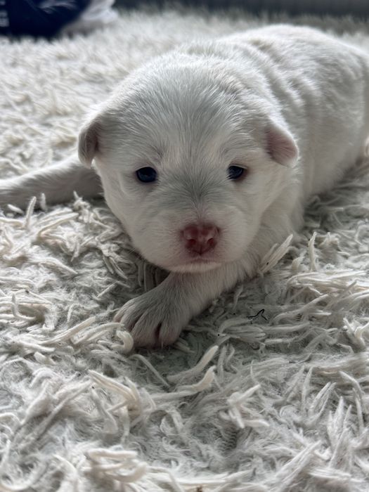 Bishon maltez 2 fetite