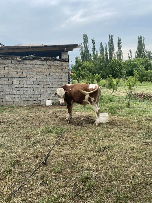Buqa sotiladi tozza simmental