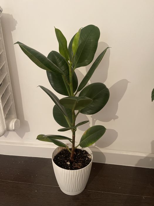 комнатные растения Уй гулдери