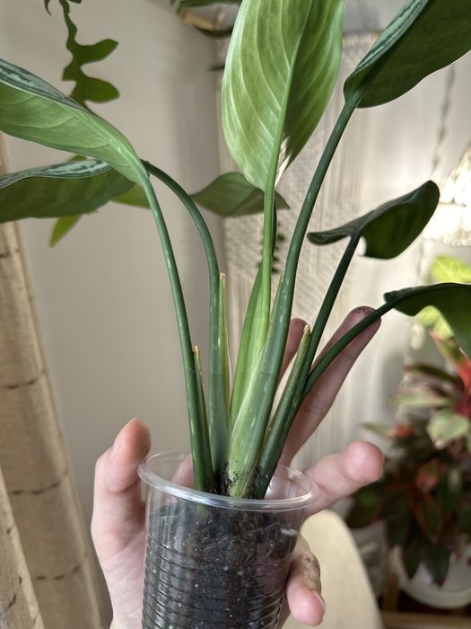 Аглаонемы, Рафидофора декурсива, тетрасперма