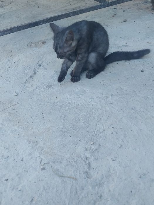 Породистые котята 3 месячный малчик