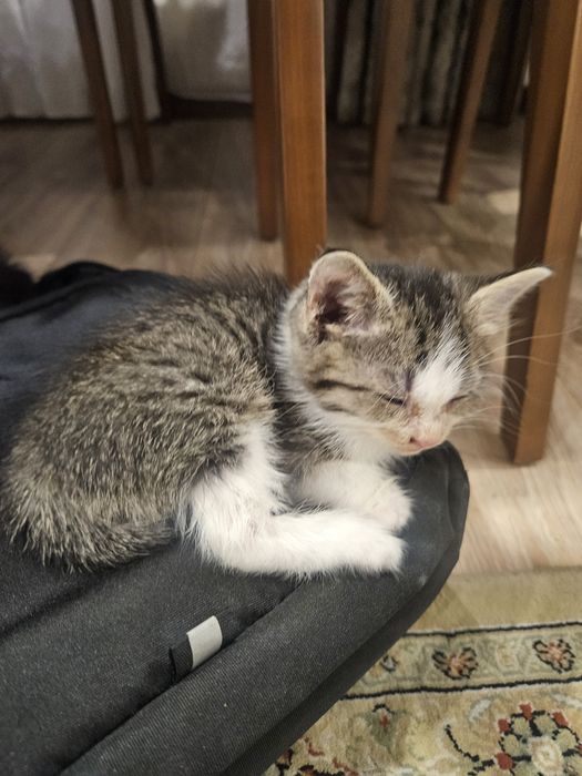 2 кошечки. Бесплатно