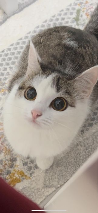 Отдам котят в добрые руки!