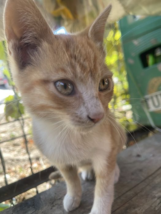 Pisici  de adoptie