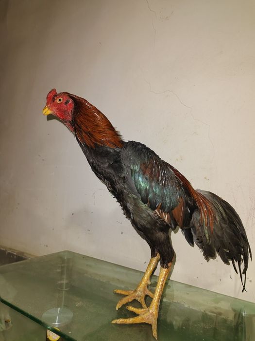 Iwoncli yaxwi narsala