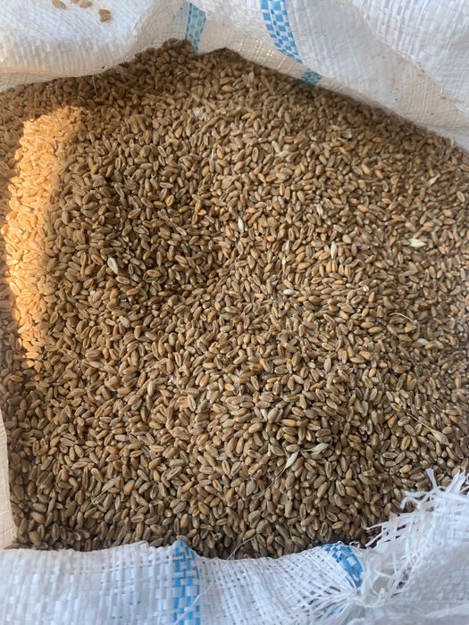 Vand triticale si grau